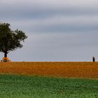 Einsamer  Baum