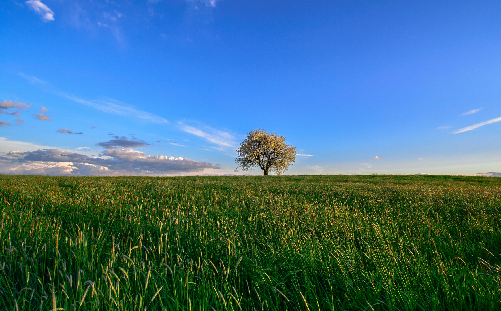 Einsamer Baum