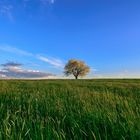 Einsamer Baum