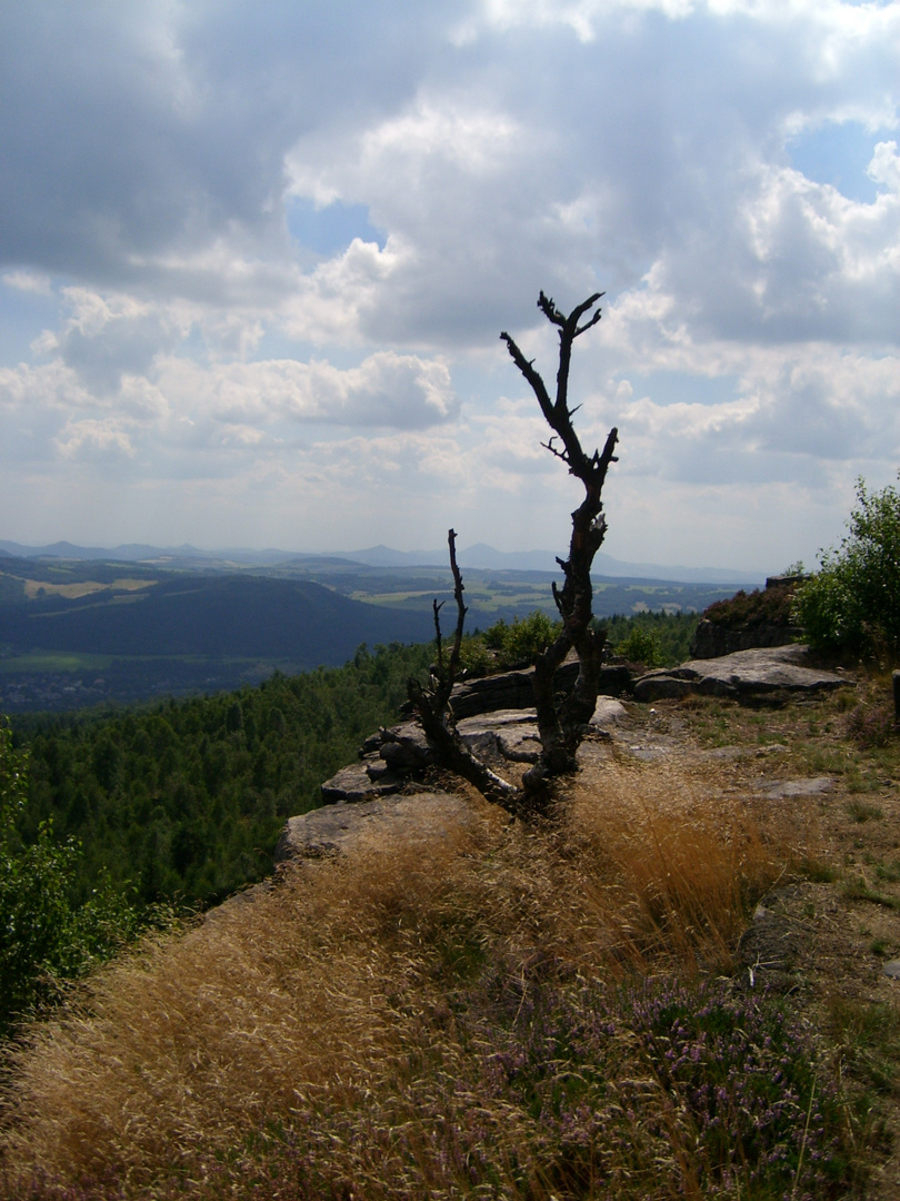 Einsamer Baum