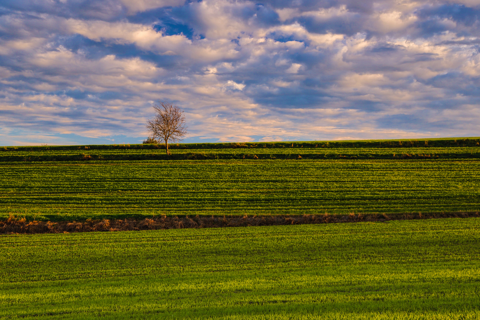 einsamer Baum