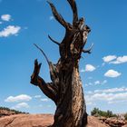 Einsamer Baum