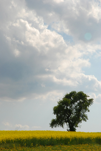 Einsamer Baum