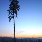 einsamer Baum