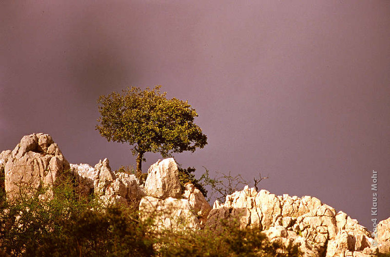 Einsamer Baum