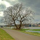 Einsamer Baum