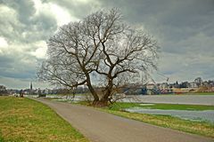 Einsamer Baum