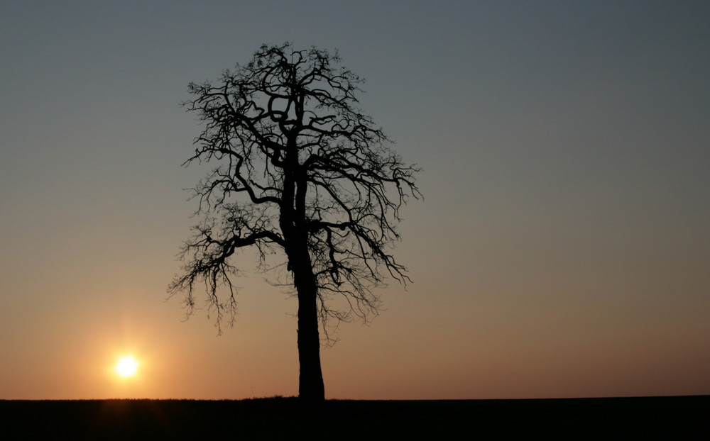 Einsamer Baum