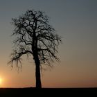 Einsamer Baum