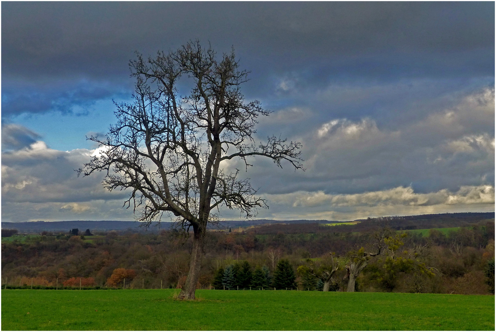 Einsamer Baum