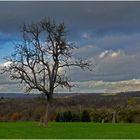 Einsamer Baum