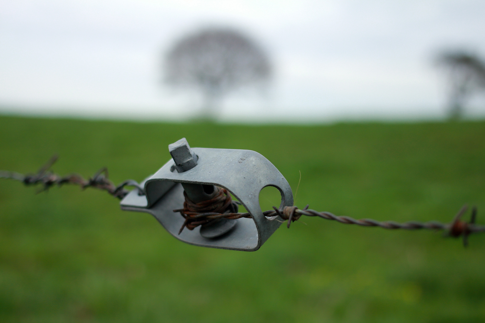 Einsamer Baum