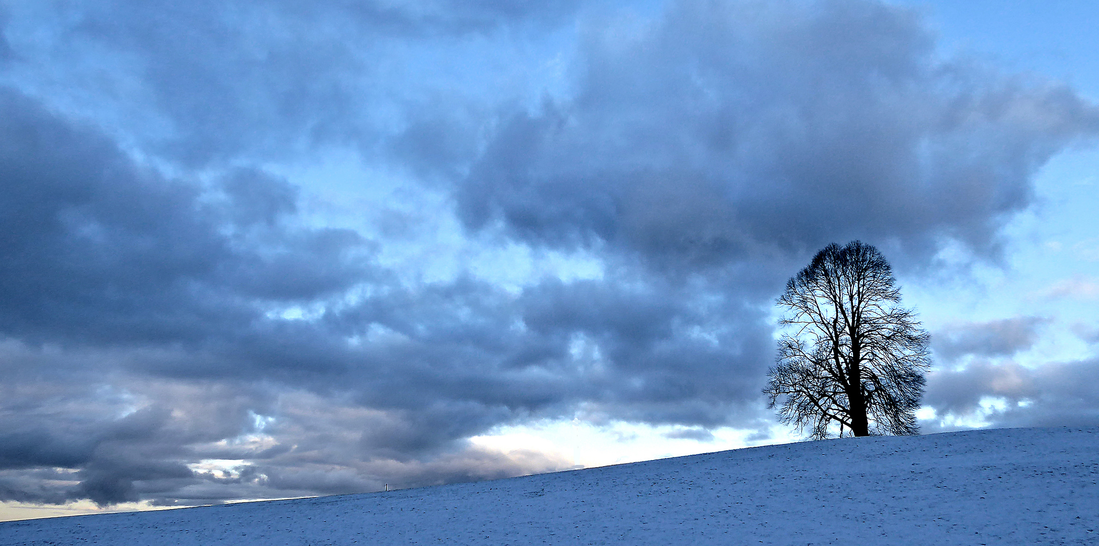 einsamer Baum