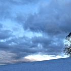 einsamer Baum