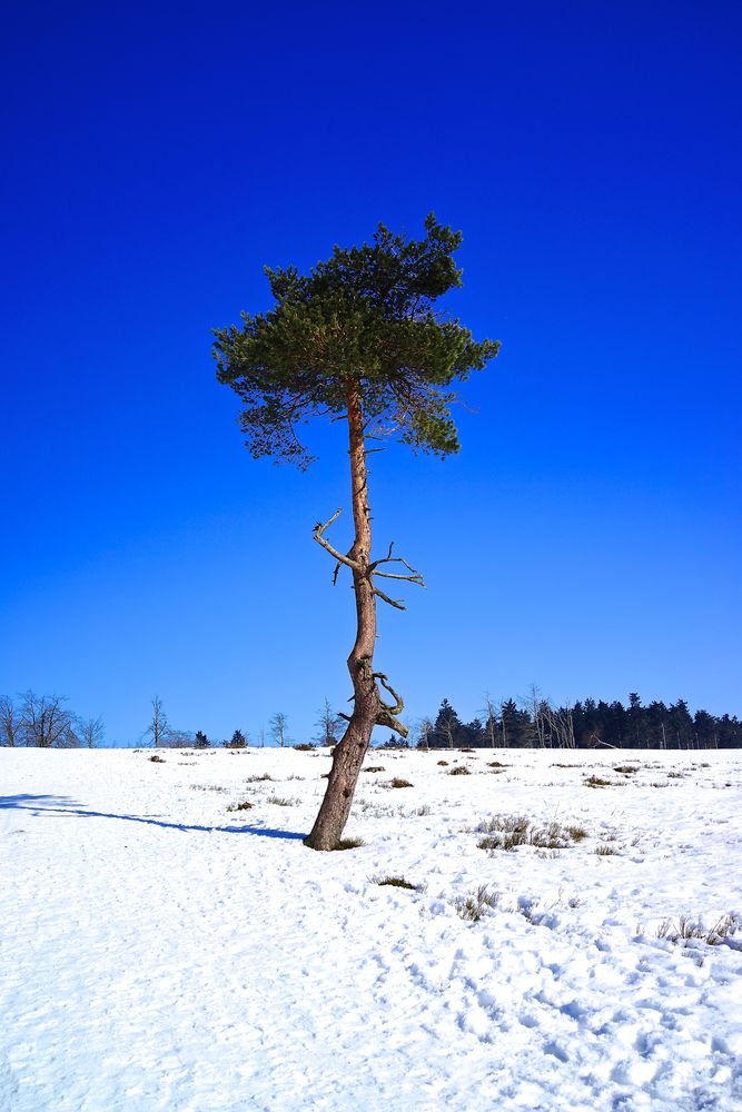 einsamer Baum