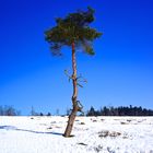 einsamer Baum