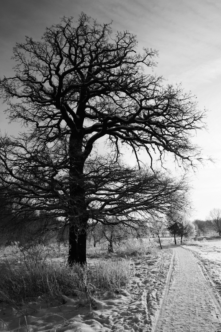 einsamer baum