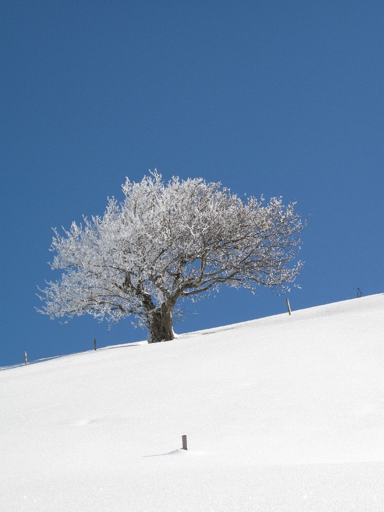 Einsamer Baum