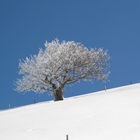 Einsamer Baum