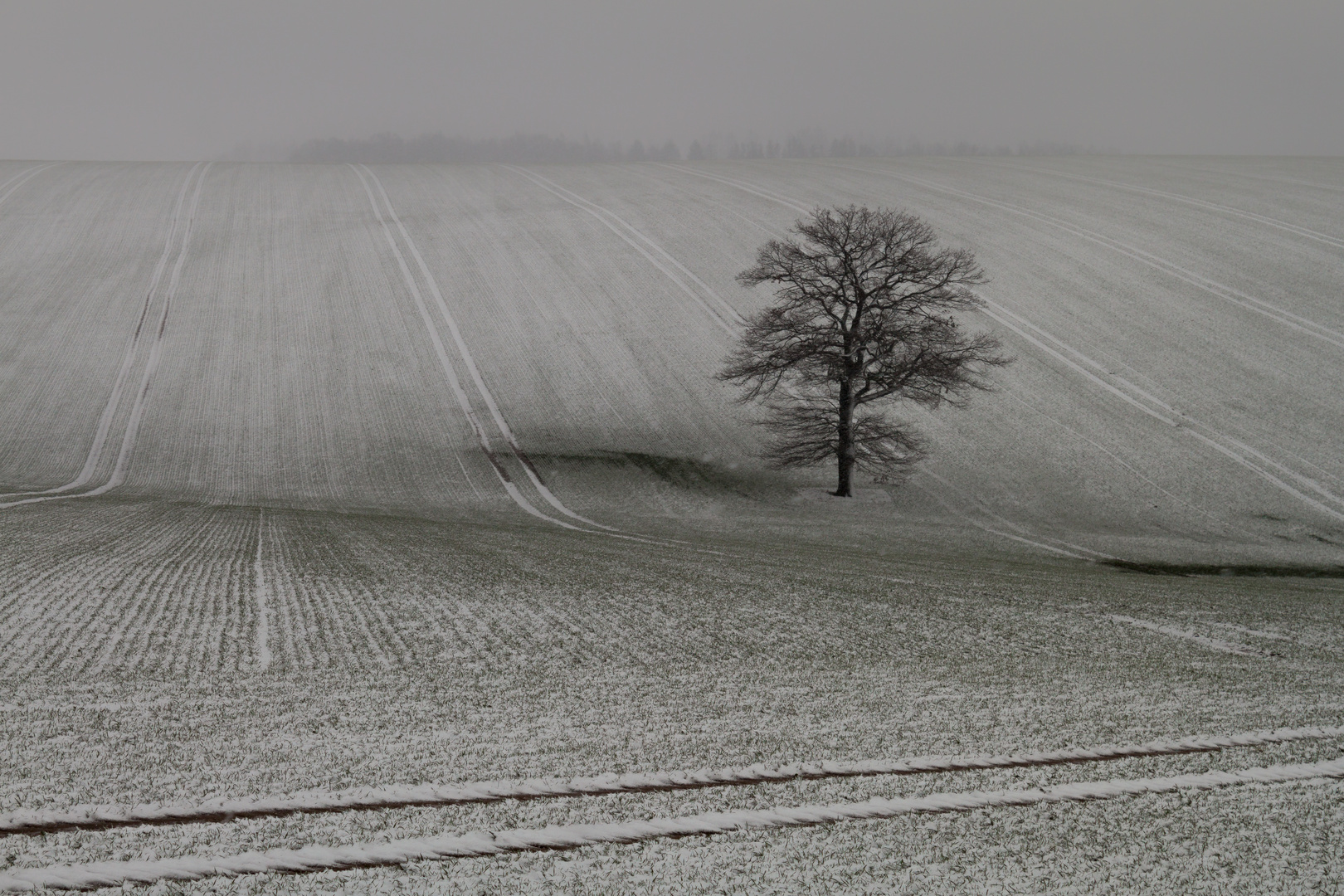 Einsamer Baum