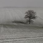 Einsamer Baum