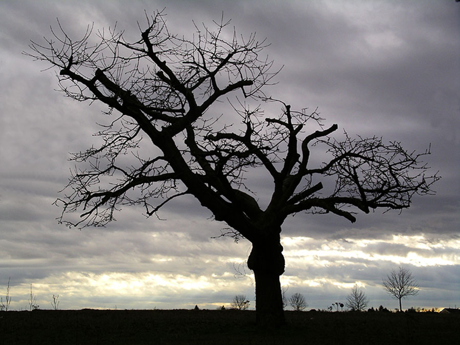 Einsamer Baum