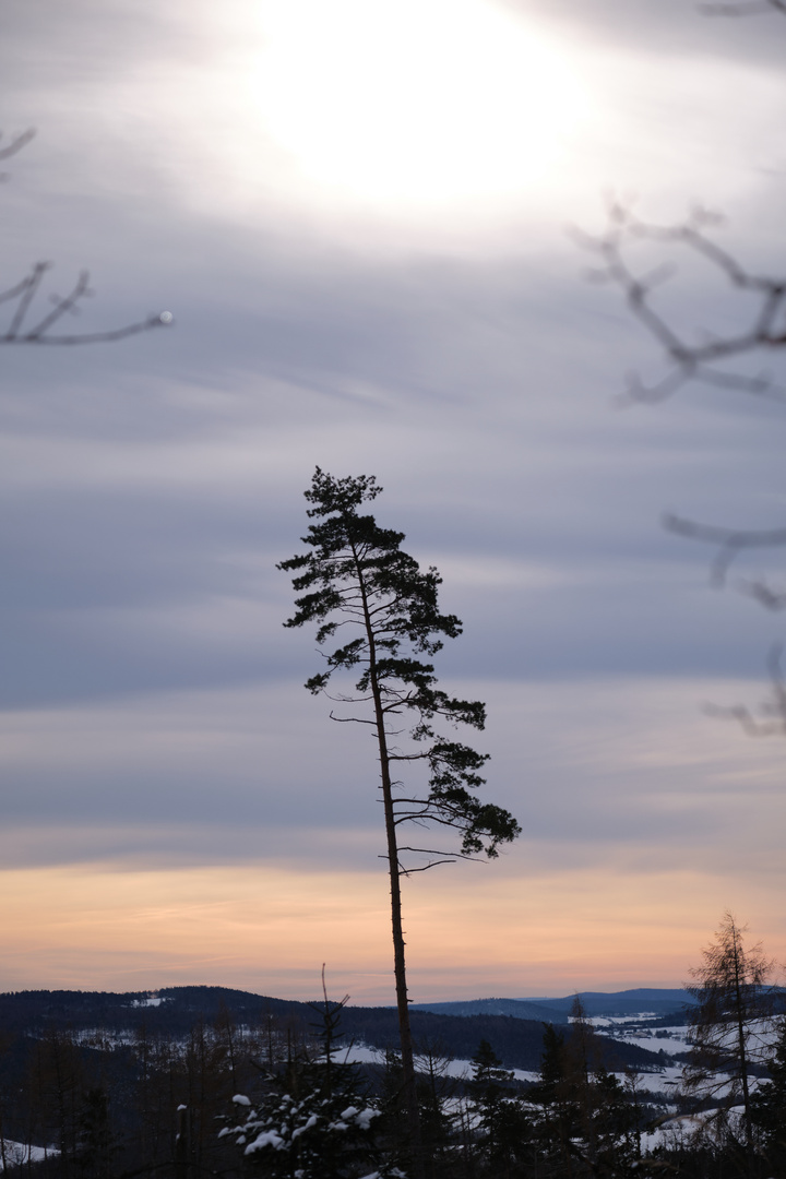 Einsamer Baum