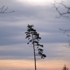 Einsamer Baum