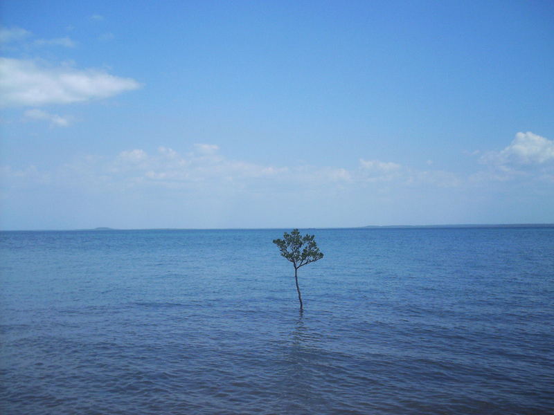 Einsamer Baum