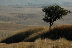 einsamer Baum