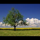 Einsamer Baum