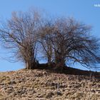 Einsamer Baum