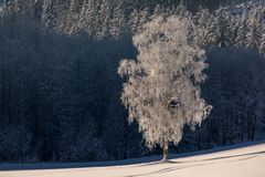 Einsamer Baum