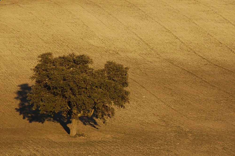 Einsamer Baum