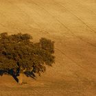 Einsamer Baum