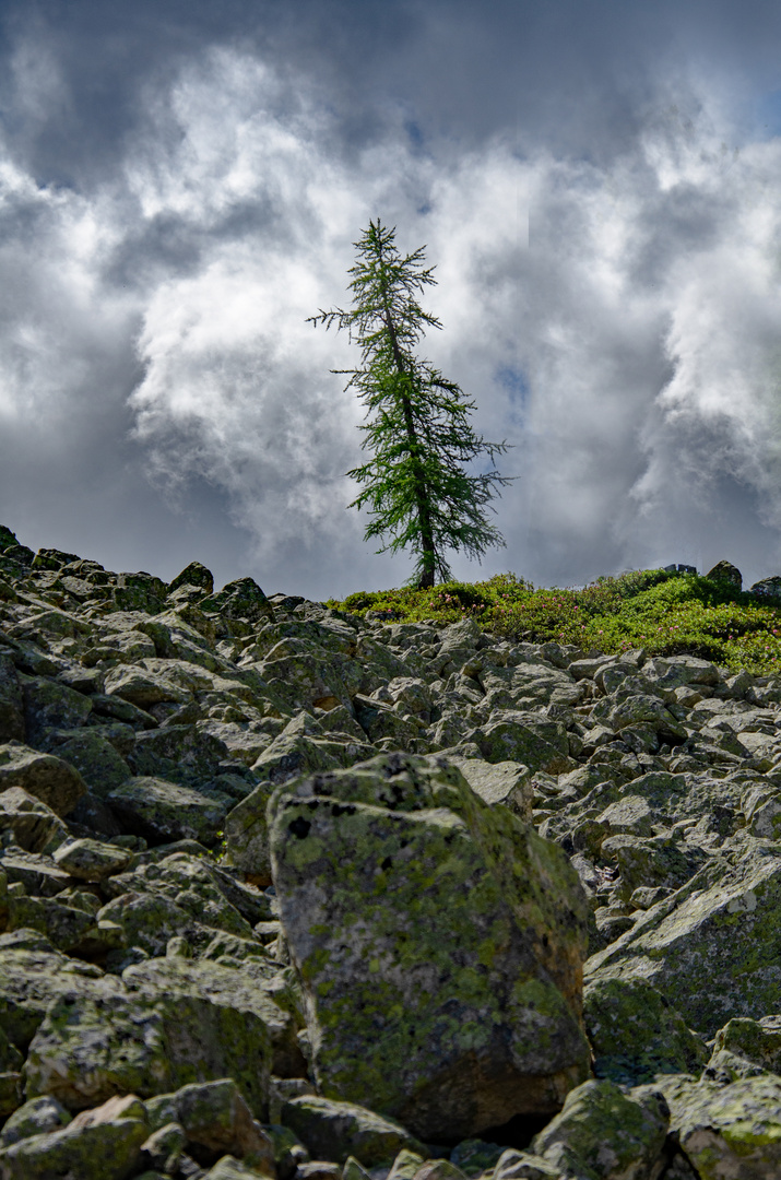 Einsamer Baum