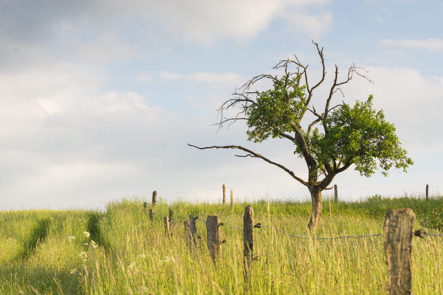 Einsamer Baum