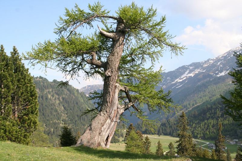 Einsamer Baum