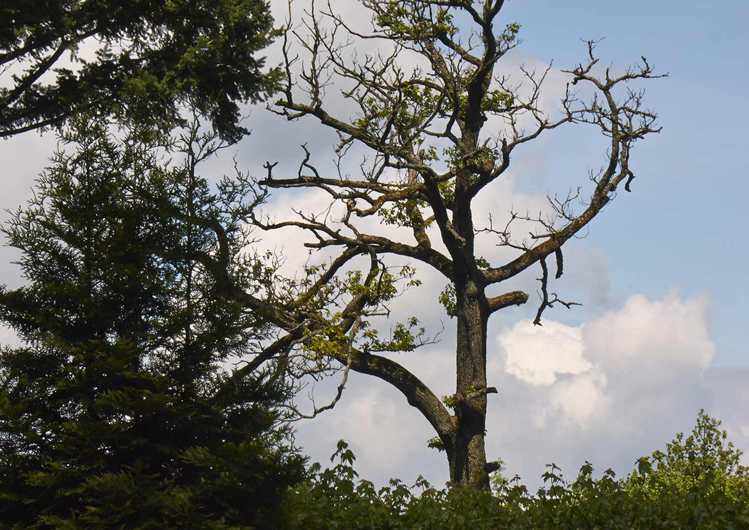 Einsamer Baum