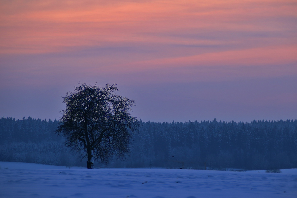 einsamer Baum