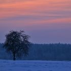 einsamer Baum