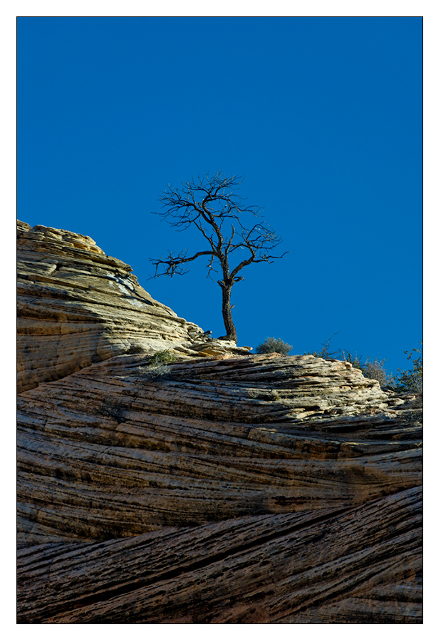 Einsamer Baum