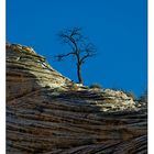 Einsamer Baum