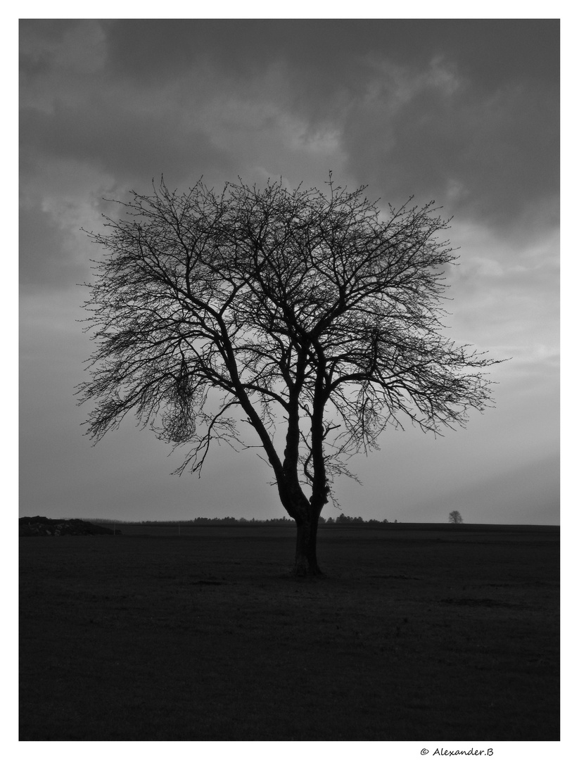 einsamer Baum