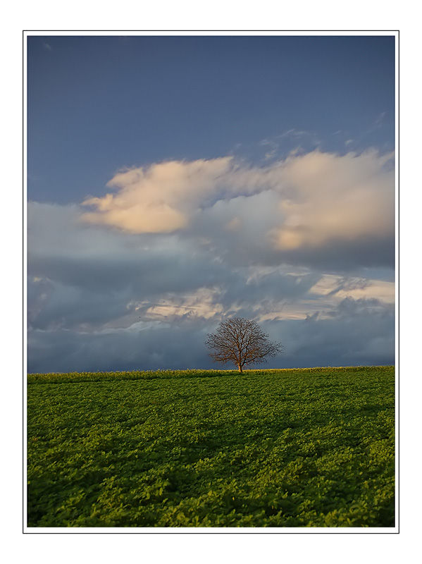 einsamer Baum