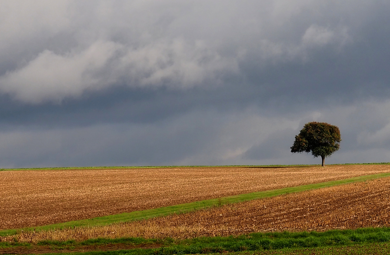 Einsamer Baum