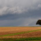 Einsamer Baum