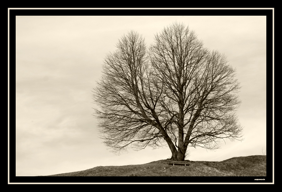 Einsamer Baum