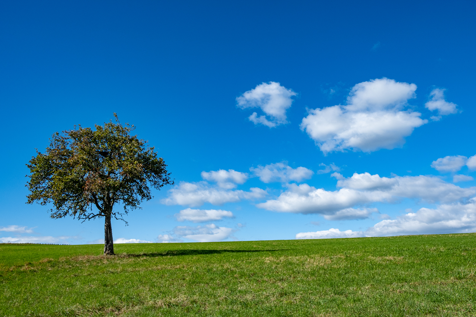 Einsamer Baum