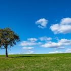 Einsamer Baum